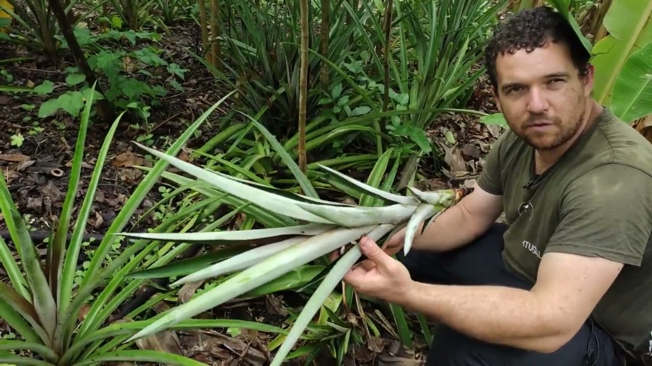 Coringa Agrofloresta: do preparo da muda ao plantio do abacaxi