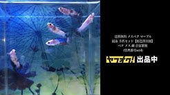 Yuppi 虹色黒目園 Youtube