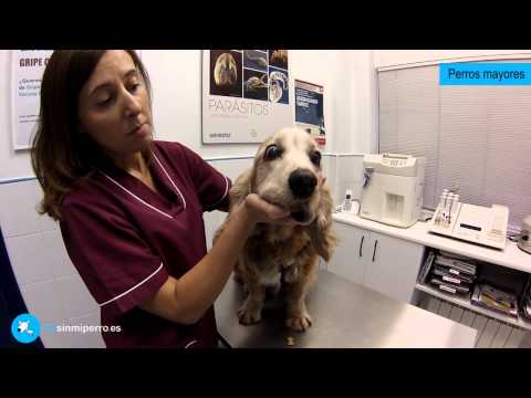Video: Un veterinario se despide de Homer the Blind Wonder Cat