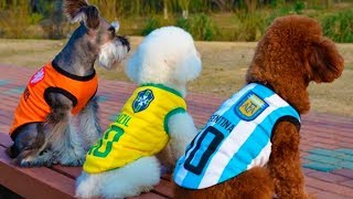 Футболки для кошек и собак / jerseys for cats and dogs с AliExpress Футболки для кошек и собак / jerseys for cats and dogs с AliExpress