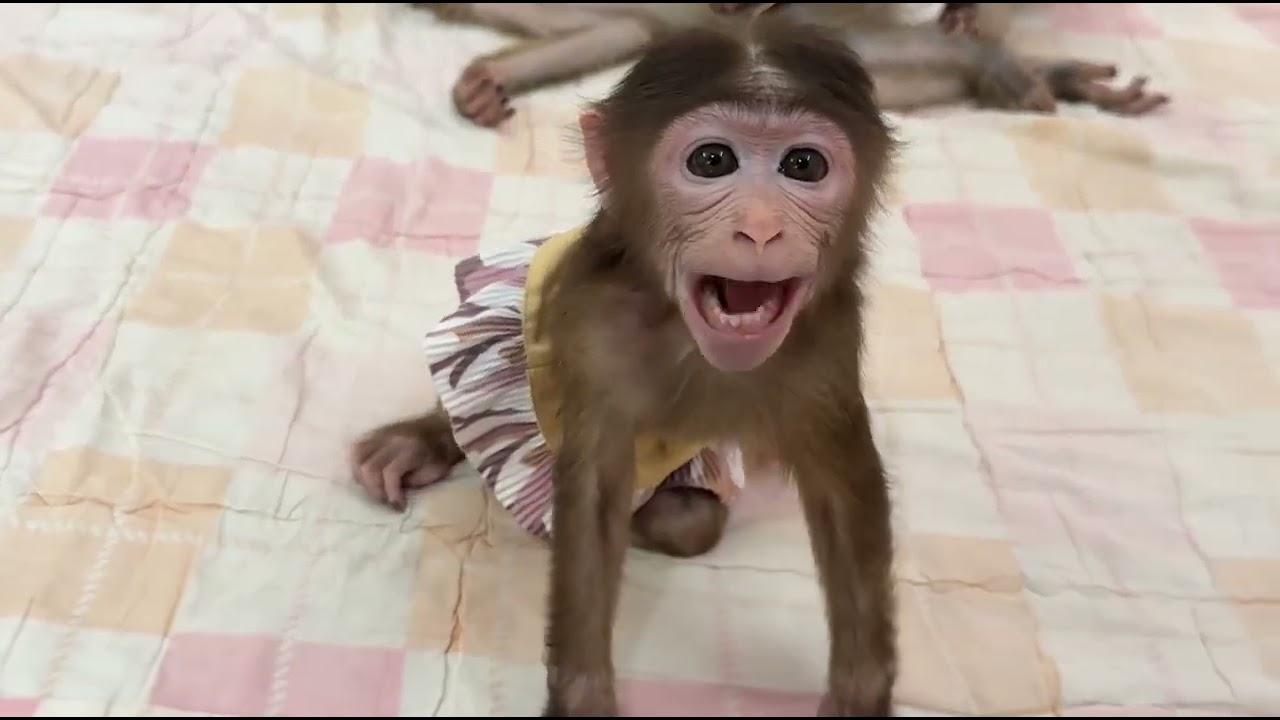 HEYYYY!!! SO Funny Ever Loudly Cutest Tell Hellooo In The Camera Super Lovely Ever !!