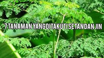7 Tanaman Yang Tiidak Disukai Jin Dan Setan !!!