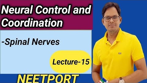 Neural Control and Coordination-Spinal Nerves|Lecture-15|Neet Biology|AIIMS|Class11 Biology|