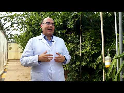 Video: Cultivo de árboles frutales en invernadero: ¿puedes cultivar árboles en un invernadero?