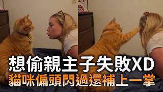 想偷親主子失敗XD　貓咪偏頭閃過還補上一掌