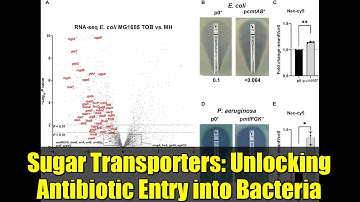 Sugar Transporters: Unlocking Antibiotic Entry into Bacteria