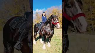 Romanian Draft Horses #shorts #horse #drafthorse