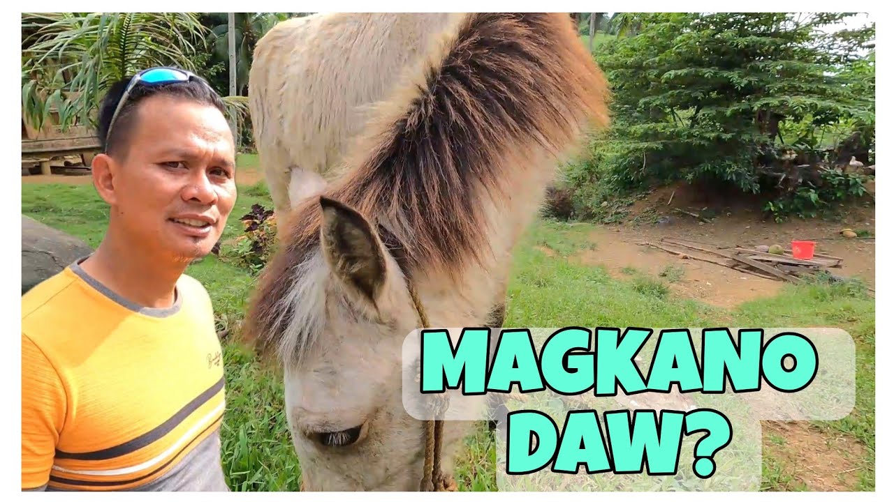 WELCOME SA AREA2!MAGKANO ANG BILI NAMIN SA KABAYO+UPDATE SA BAGONG PROJECT