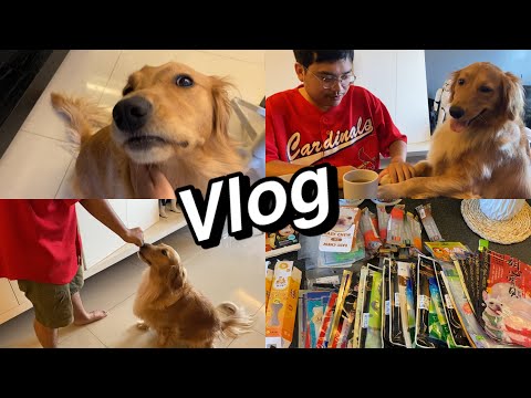 黃金獵犬的一天｜整理零食櫃｜Dozai's Vlog Ep2・抖宅的拆家日常