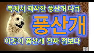 북한 풍산개 이야기 1- 다큐