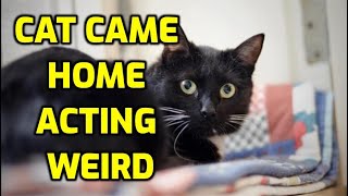 Cat Came In From Outside Acting Weird? Here's Why!