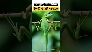 আল্লাহ যে কারনে টিকটিকি সৃষ্টি করেছেন || #shorts #ytshorts #islamic