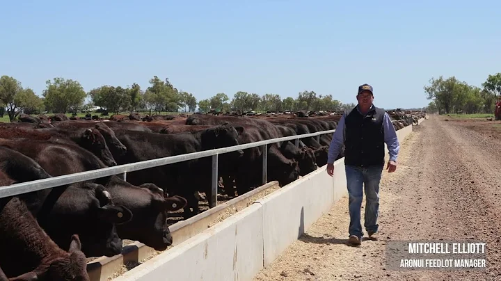 Mitchell Elliott - ALFA Young Lot Feeder of the Ye...