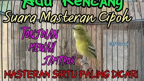 Siulan cipoh Sirtu super gacor dorrr 100% ampuh memancing emosi bunyi#sirtugacor @srfchannel3881