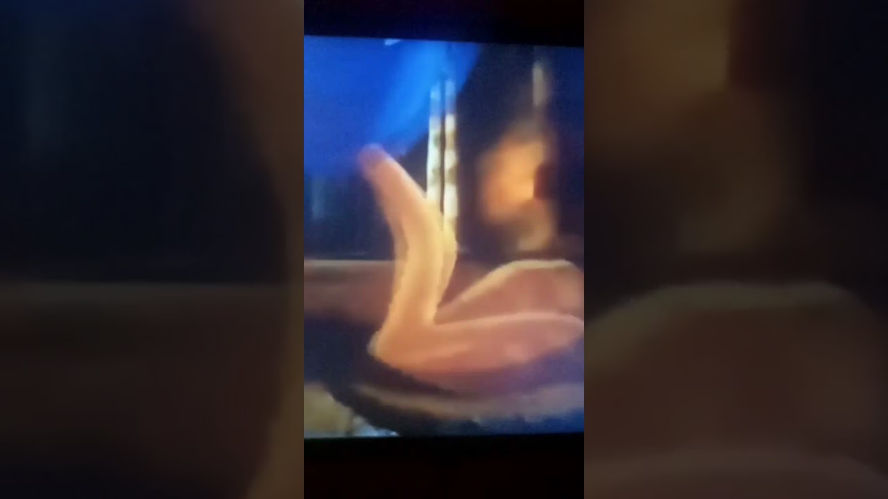 Op Thomas Prime Vs Toucan Sam Vincent Lynch December 2024