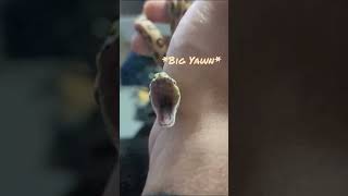 Famous HUGE Yawn, BABY Carpet Python #snake #reptiles #carpetpython #sleepy #cute #yawn #animals #pets Net Worth