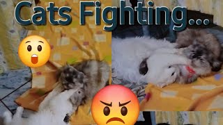 Cat Fight 🐈🙀... #viralvideo#viral#foryou#foryoupage#catfight#catlover...