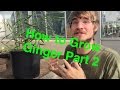 How to Grow Ginger in Containers Part 2: Transplanting and Growing