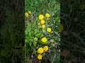 Common dandelion (Taraxacum officinale)