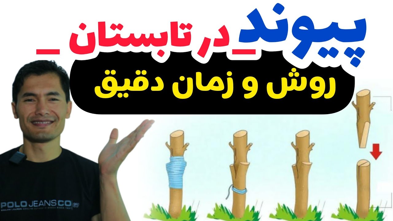 روش درست پیوند درختان در تابستان: با این طریق هر نوع درخت میوه پیوند میشود