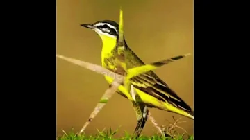 صوت عصفور ام صفيدي للصيد نقي 
