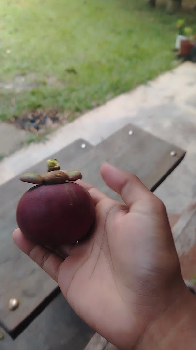 Buah Manggis di Kebun Baling, Kedah! #viral #youtube #trending #shorts #fyp