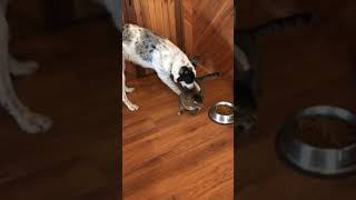 Cat tries to sneak in and eat dog’s food, but is caught.