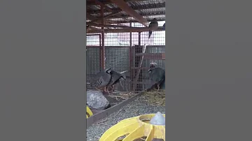 кеклики в домашних условиях