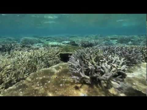 第30回鳩間島オニヒトデ駆除 Okinawa Diving Removing Crown of Thorns starfish