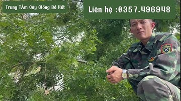 Cây Bồ kết ghép 3 năm tuổi |