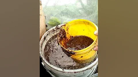 Подкормка огурцов коровяком ( практика).
