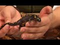 Spotted Salamander Facts
