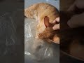 #cat #catlover #kitten #lazycat #cuteanimal #animals #cute #lazypets #cutepet