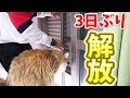 3日ぶりに雨戸を開けた時の猫の反応がすごい!