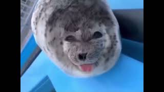 fat seal sticks tongue out