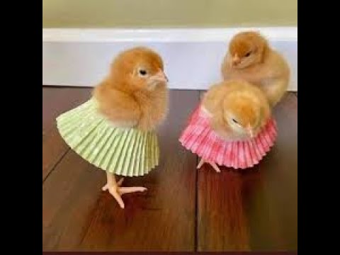 Watch the chicks and their naughty ones😂  شاهد الكتاكيت وشقاوتها 😂