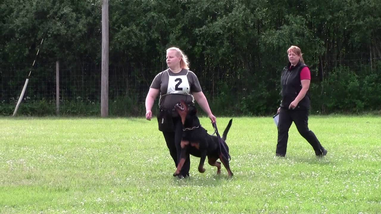 Giant vom Tanneneck BH 22.6.2016