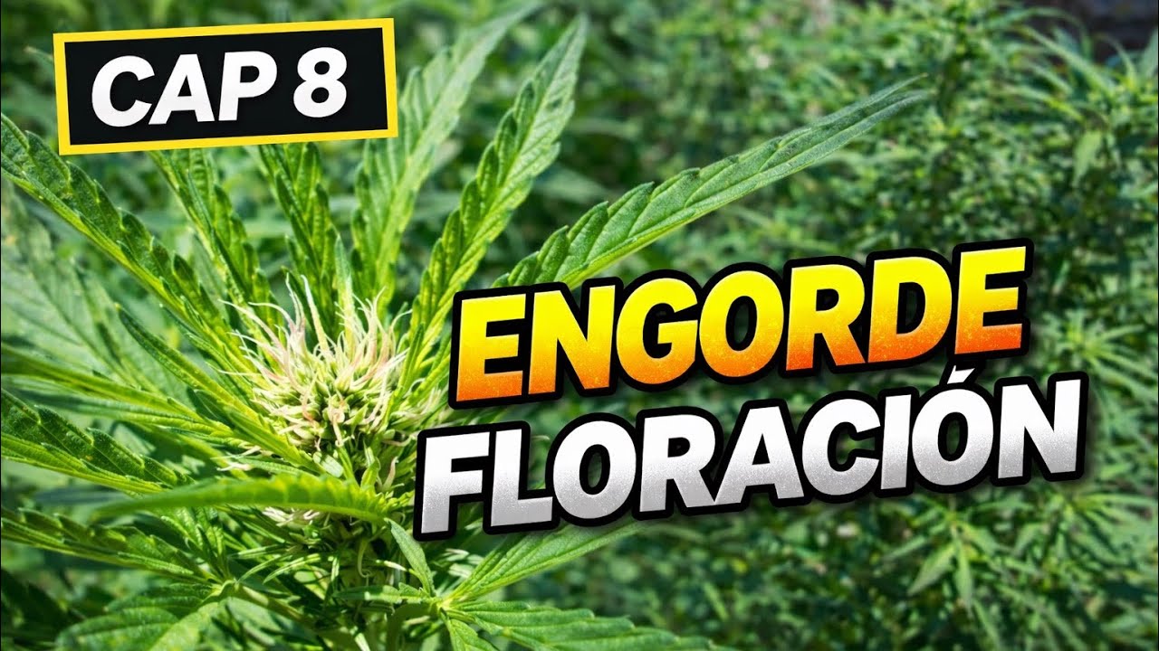 CAP 8 // Seguimiento Exterior