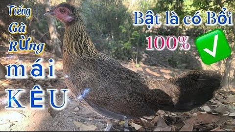 Tiếng gà mái GỌI TRỐNG CỰC CHUẨN 2025 || Poj qaib seev zoo dib tuaj 100%