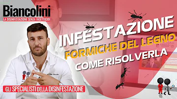 Come eliminare le formiche sul parquet?