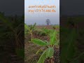 #มะพร้าว #มะพร้าวน้ำหอม #farming #nature