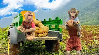 Little Monkey Bim Bim's Family Happily Harvests Peanuts In The Fields