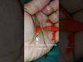 RED EAR KOI GULL WINGS C FIN RIBBON GB *Juvenile sizes*