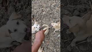 reo cir jeet gya #viral