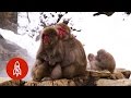 Japan's All-Natural Monkey Spa