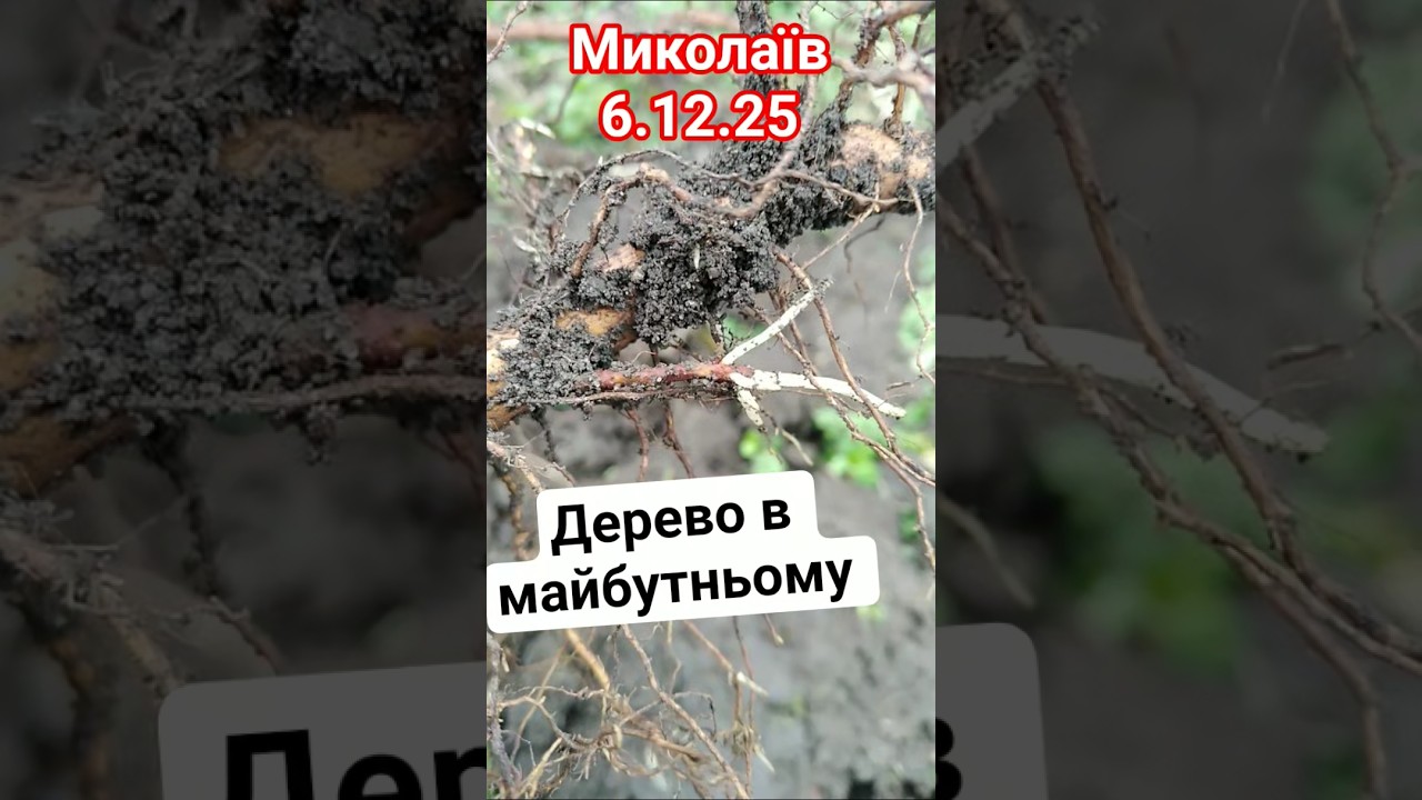 правило посадки дерева