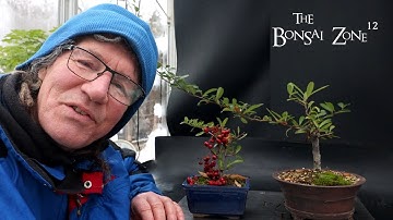 Pruning My Firethorn Trees, The Bonsai Zone, December 2025