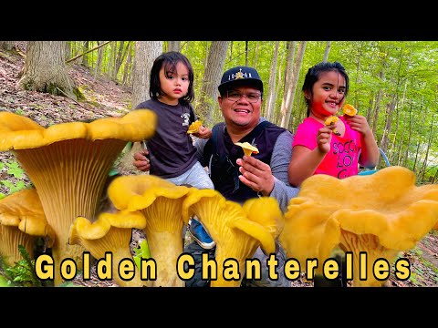 Video: Forest Mushrooms - Chanterelles And Mushrooms