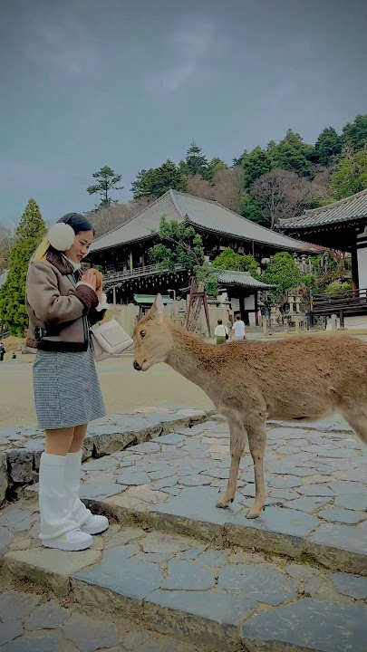Nara japan 🇯🇵