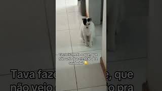 #cat #cats #catshorts #catvideos #catlovers #catlove #gato #gatos #pet #pets #petlover #petlovers
